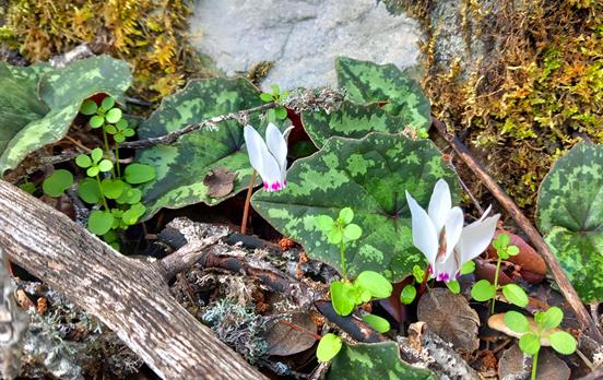 Endemic plants in the Troodos