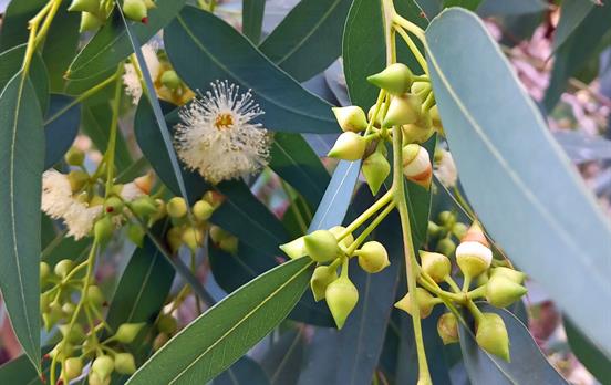 Local plants on the Kalopanyiotis River Trail Walk