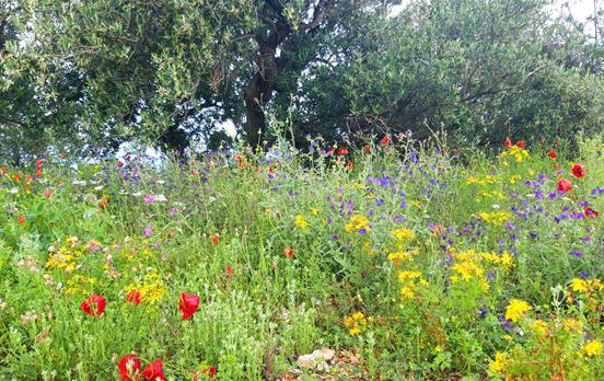 Wildflowers in the spring