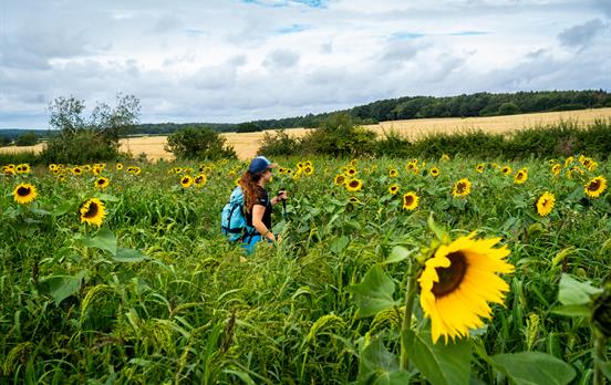 Sunflower fields
