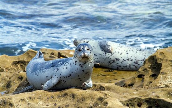 Robben sind an Cornwalls Küsten heimisch