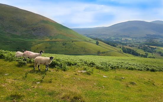 Some inquisitive sheep grazing in the fells
