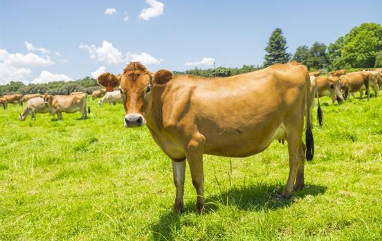 The famous Jersey Cow