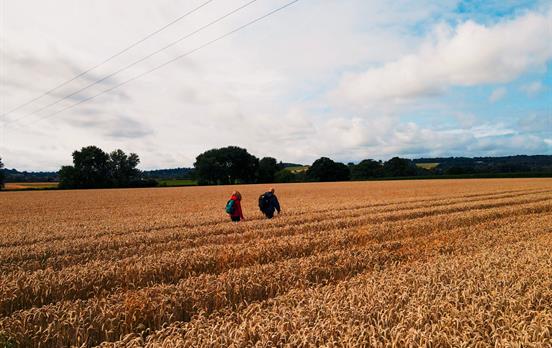 Farm fields in the Cotswolds