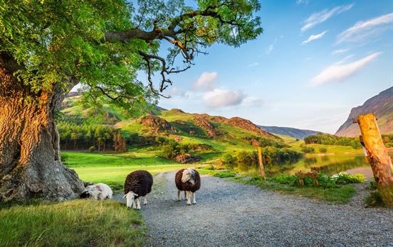 Lake District Herdwick Sheep