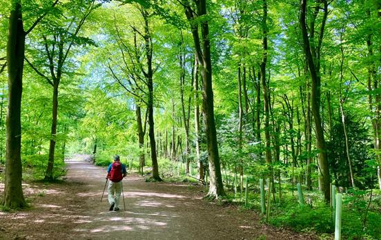 Wooded lanes