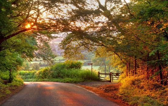 Auburn glow of trees shrouding a country road