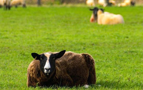 A black sheep grazing along the path
