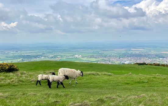 Grazing sheep high in the Cotswold hills