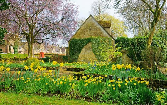 Cotswolds daffodills in the springtime