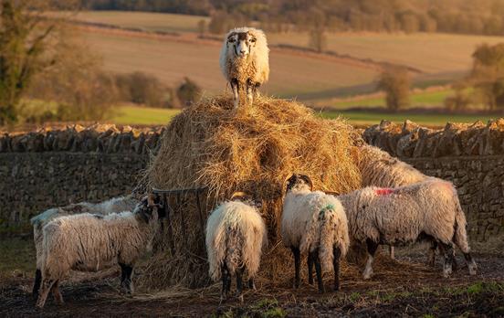 Expect to meet some woolly friends on your walks