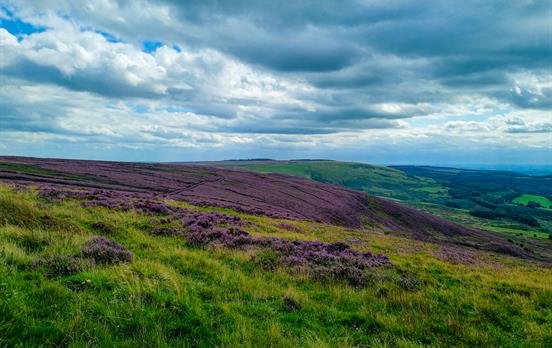 Heather clad moors