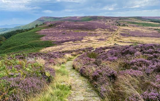 Heather clad moors on the Cleveland Way