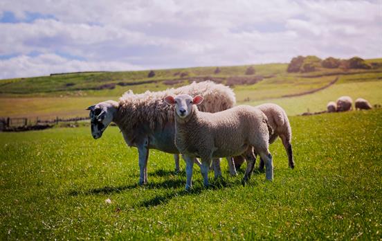 Sheep on the Cleveland Way
