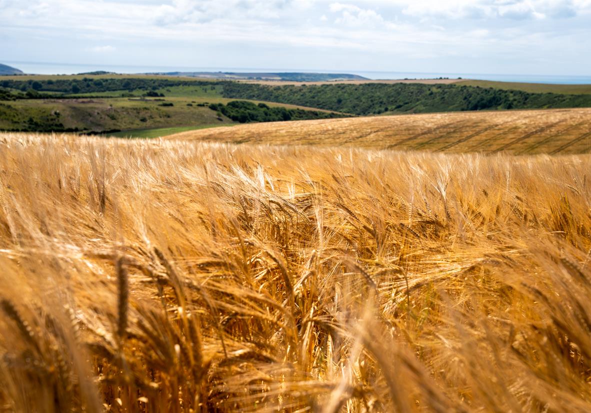 Corn fields along the South Downs Way