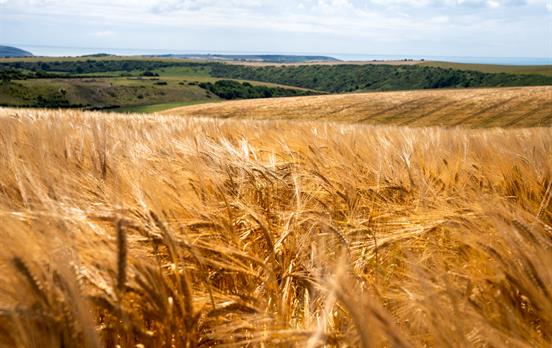 Corn fields along the South Downs Way