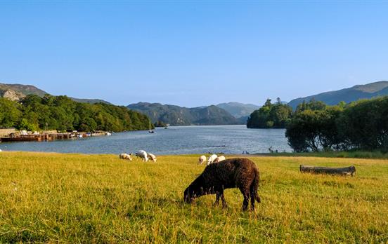 You'll see plenty of woolly friends along the way