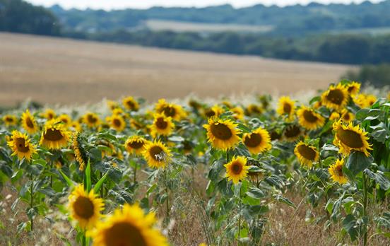 Sunflower fields