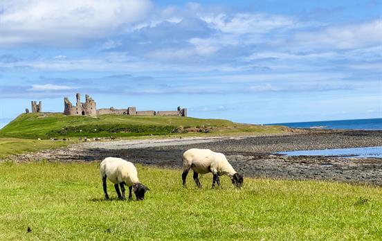 Woolly friends in front of the Dunstanburgh Castle