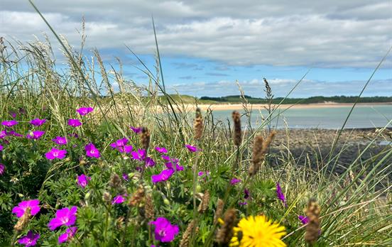 Wildflowers on the approach to the beach