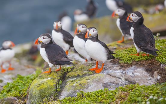 Take a side trip to the Farne Islands