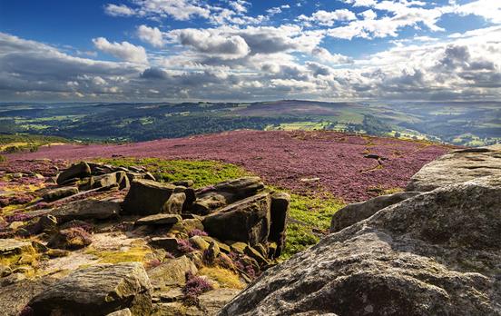 Blanket of heather adorns the English moors
