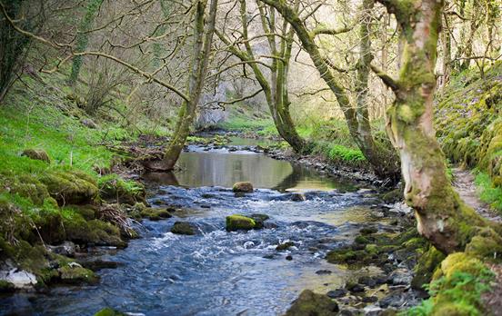 Stream trickling through forest paths