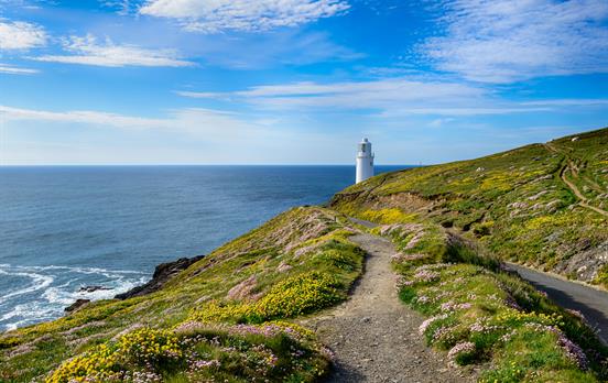 Summer wildflowers at Trevose Head