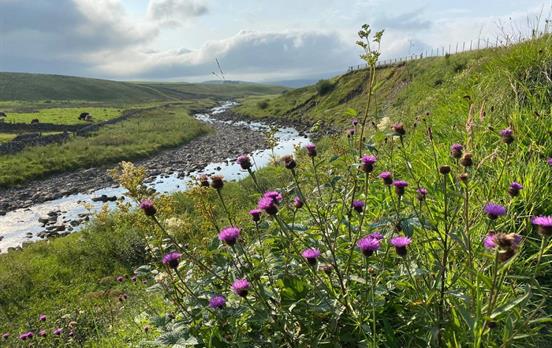 Pretty wildflowers - Photo: David Stott