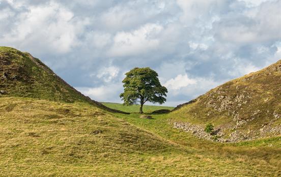 The famous sycamore tree on Hadrian's Wall