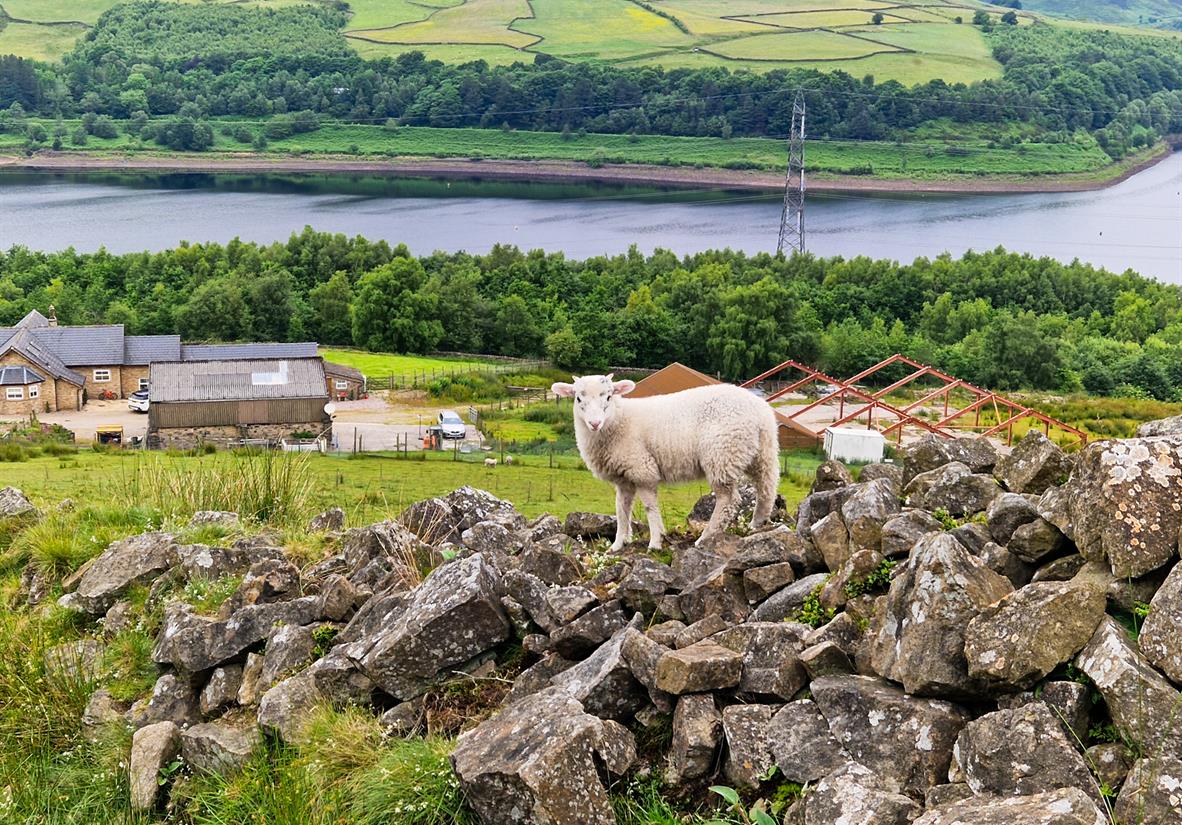 Wooly friend at Torside Reservoir