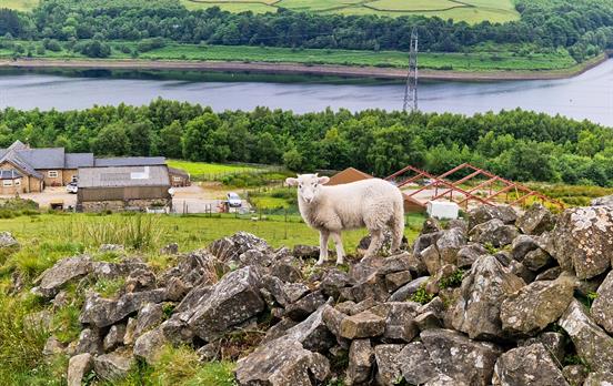 Wooly friend at Torside Reservoir