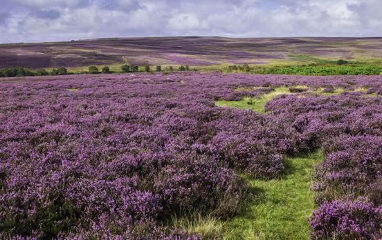 Heather-strewn moorland during the summer
