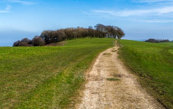 Chanctonbury Ring