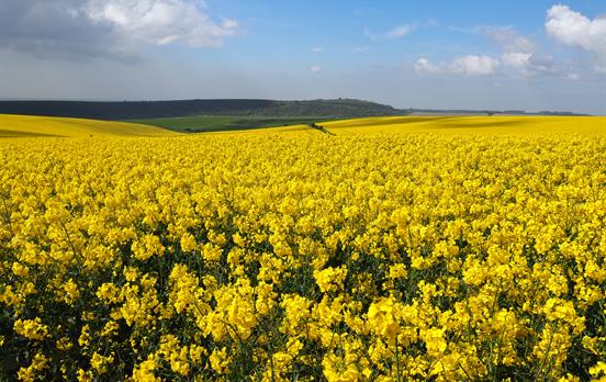 Yellow bloom of flowers when walking to Pyecombe