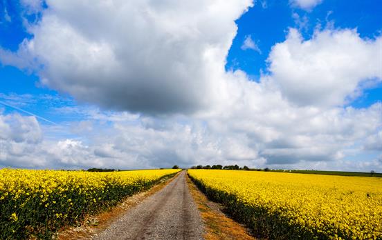 Yellow bloom of flowers when walking to Pyecombe
