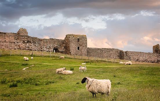 Meet some woolly friends on the St. Oswald's Way