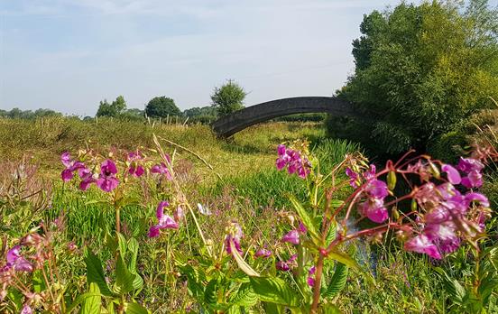 Flowers en route to Lechlade
