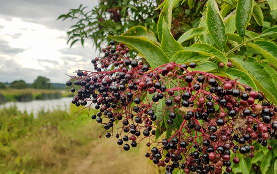 Berries growing en route to Newbridge