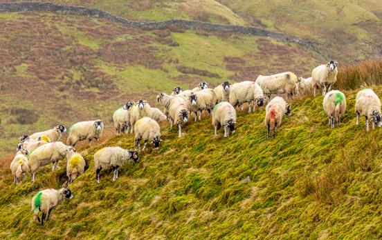 Meet some wooly friends in the Yorkshire moors