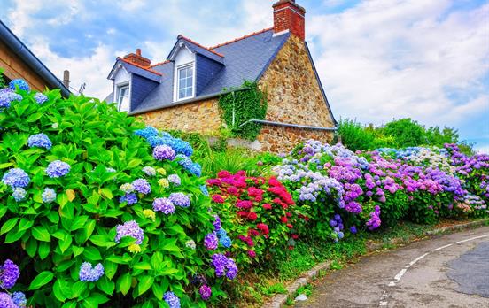 Colourful Hydrangeas line the streets in Brittany