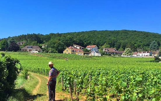Gevry vineyard walking