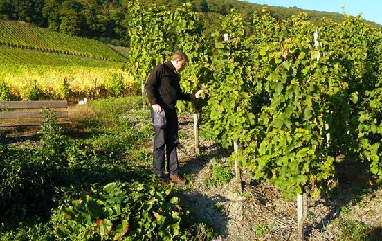 Wein am Wegesrand