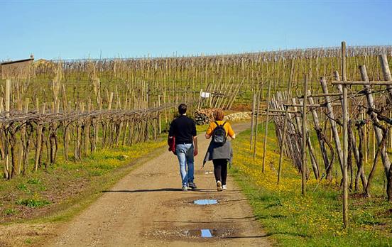 Wandern durch Weinberge