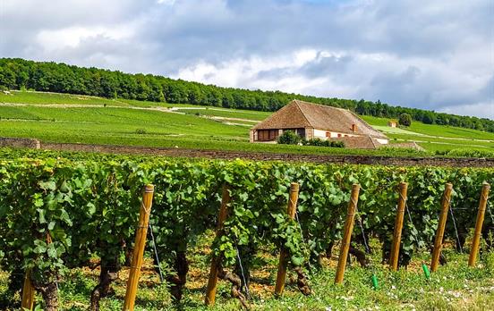 Schönste Weinbergkulissen