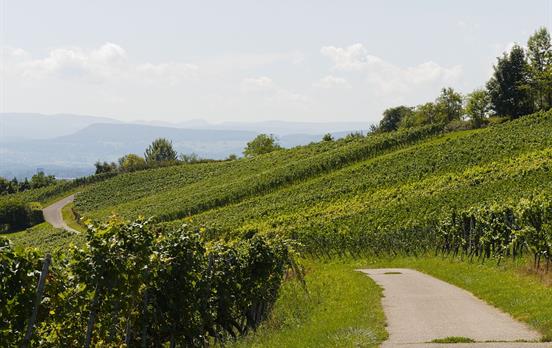 Weg zwischen Weinreben
