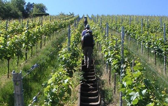 Wandern in Weinbergen