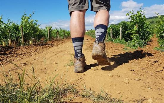Vineyard hiking