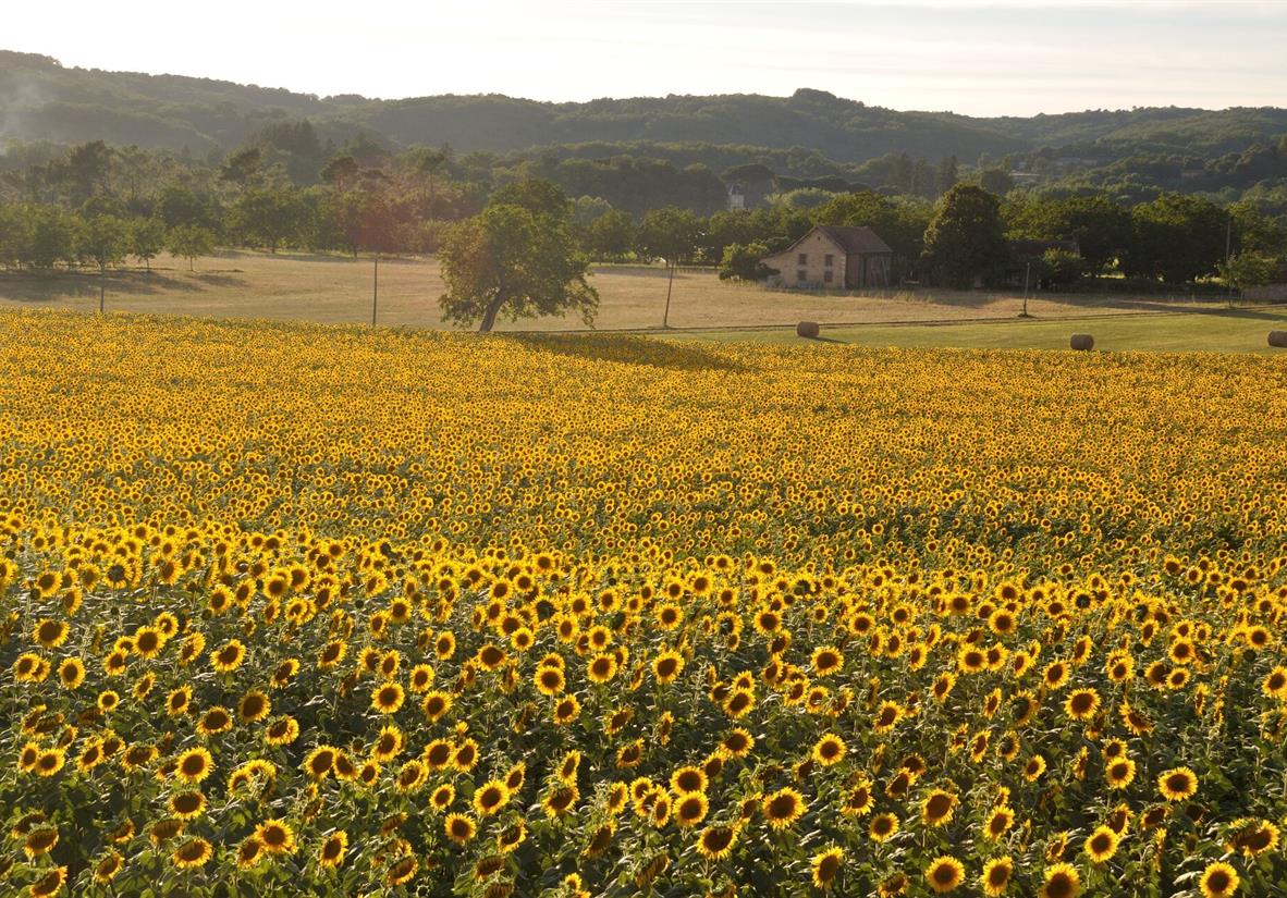 Sunflowers in Domme
