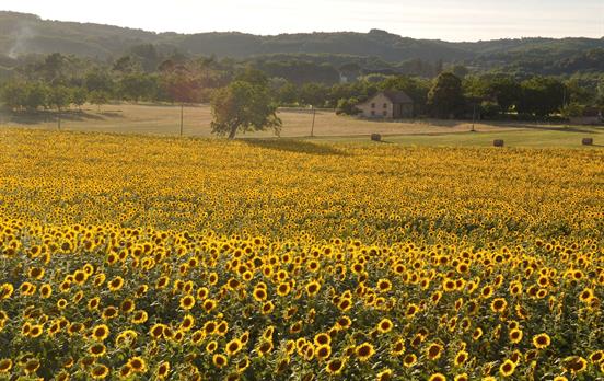 Sunflowers in Domme